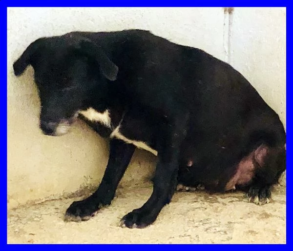 liabel 4 anni in canile da cucciola non ha mai avuto niente dalla vita | Foto 1