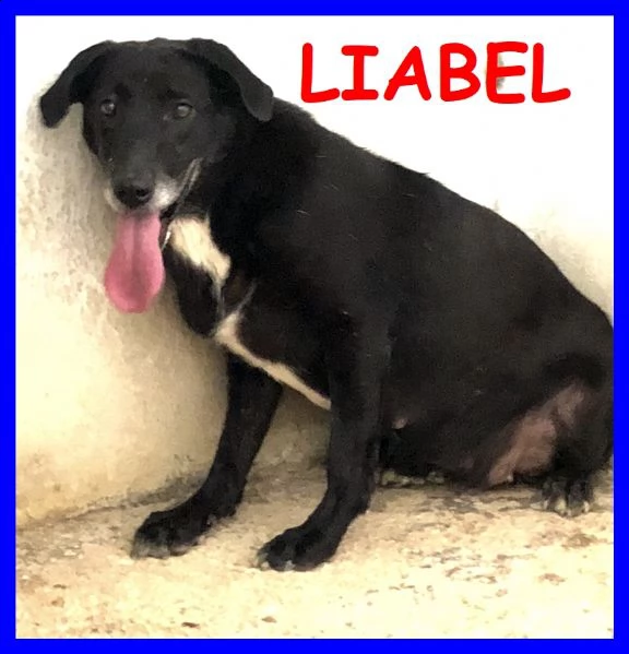 liabel 4 anni in canile da cucciola non ha mai avuto niente dalla vita