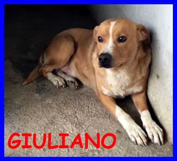 giuliano sogna un amico umano che non lo lasci più