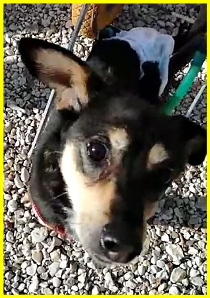 rudy pinscherino disabile dimenticato da tutti adozione d'amore | Foto 3