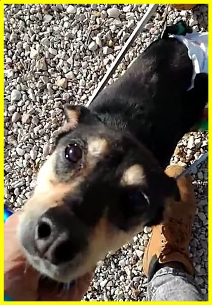 rudy pinscherino disabile dimenticato da tutti adozione d'amore | Foto 2