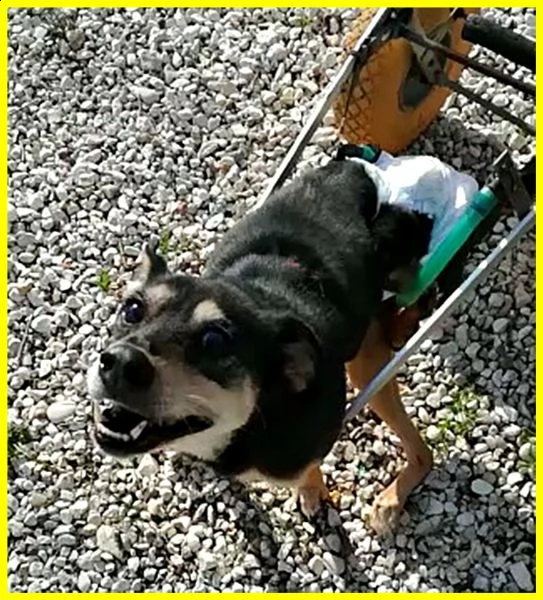 rudy pinscherino disabile dimenticato da tutti adozione d'amore | Foto 1