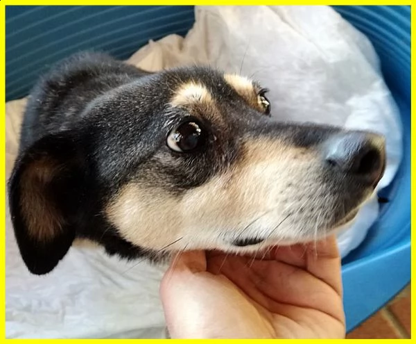 rudy pinscherino disabile dimenticato da tutti adozione d'amore | Foto 0