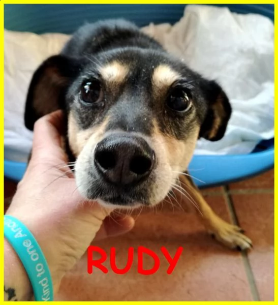 rudy pinscherino disabile dimenticato da tutti adozione d'amore