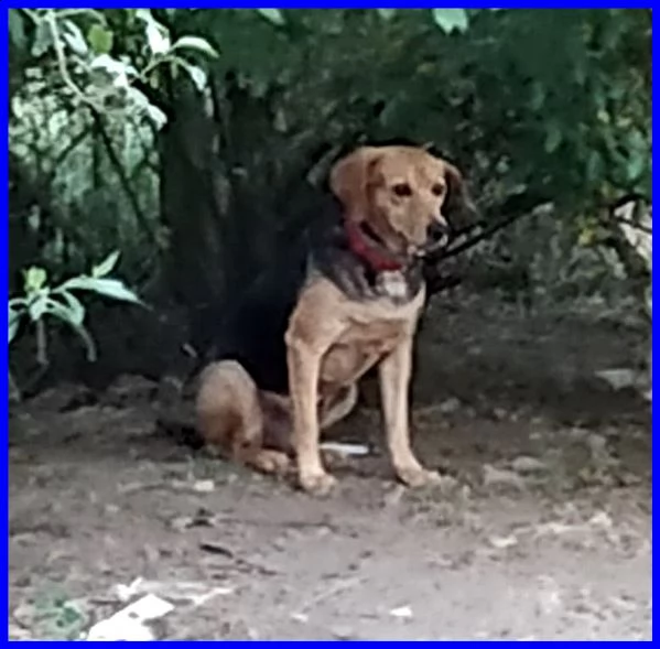 tamara simil beagle 2 anni stava morendo ora sta bene e cerca casa | Foto 3