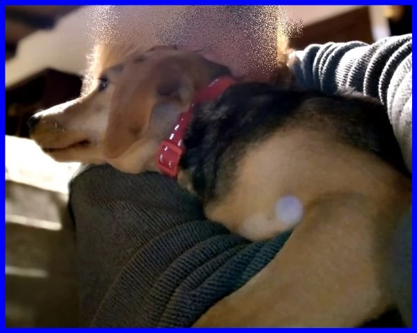 tamara simil beagle 2 anni stava morendo ora sta bene e cerca casa | Foto 1