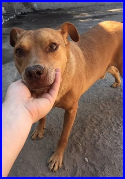 tony dolce e solare affamato di coccole che non ha mai avuto | Foto 2