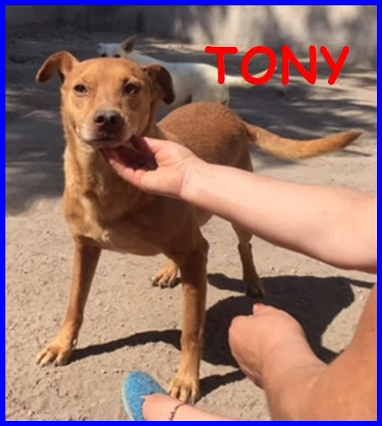 tony dolce e solare affamato di coccole che non ha mai avuto