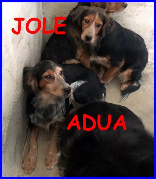 jole e adua sorelle simil setterine cercano casa separate o insie,e | Foto 3