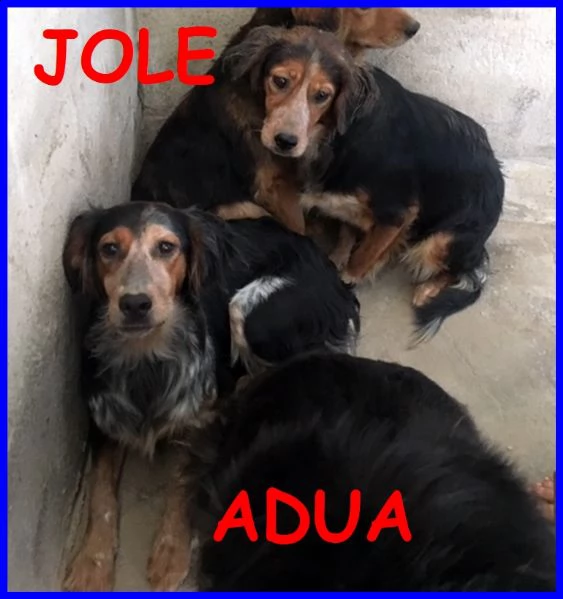 jole e adua sorelle simil setterine cercano casa separate o insie,e | Foto 2