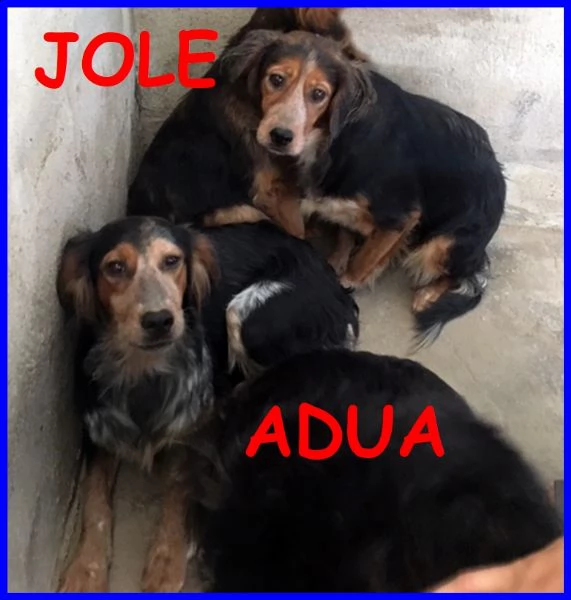 jole e adua sorelle simil setterine cercano casa separate o insie,e