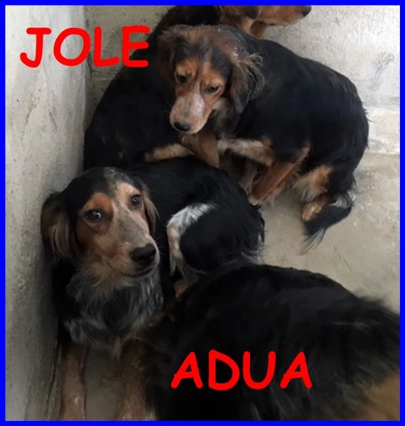 jole e adua sorelle simil setterine cercano casa separate o insie,e | Foto 1
