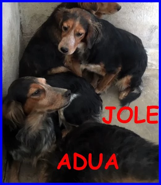 jole e adua sorelle simil setterine cercano casa separate o insie,e | Foto 0
