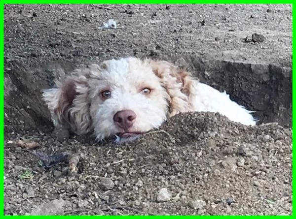 magotto simil lagottino 1 anno e mezzo aspetta ancora una mamma che si innamori di lui | Foto 0