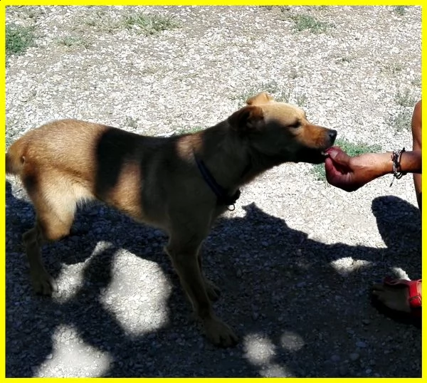 olga 3 anni e mezzo simil pinscherina tg medio piccola cerca la persona giusta per lei | Foto 3