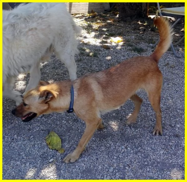 olga 3 anni e mezzo simil pinscherina tg medio piccola cerca la persona giusta per lei | Foto 2