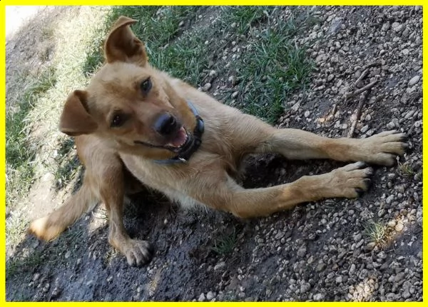 olga 3 anni e mezzo simil pinscherina tg medio piccola cerca la persona giusta per lei | Foto 0