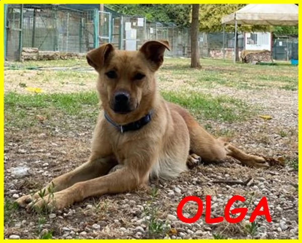 olga 3 anni e mezzo simil pinscherina tg medio piccola cerca la persona giusta per lei