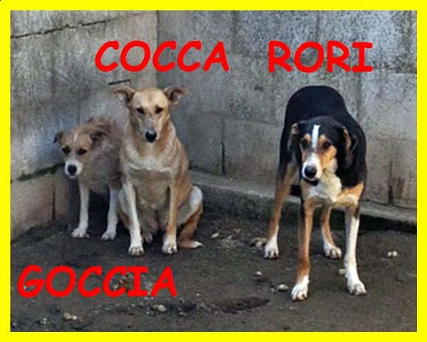 goccia cocca rori nati in canile nessuno li ha mai voluti | Foto 2