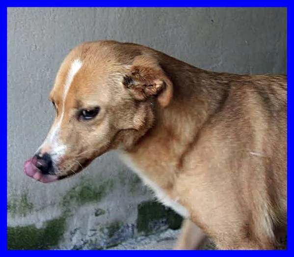 demetra anni di appelli ma egrave ancora nel solito box dove entrograve da cucciola | Foto 2