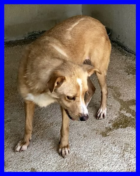 demetra anni di appelli ma egrave ancora nel solito box dove entrograve da cucciola | Foto 1