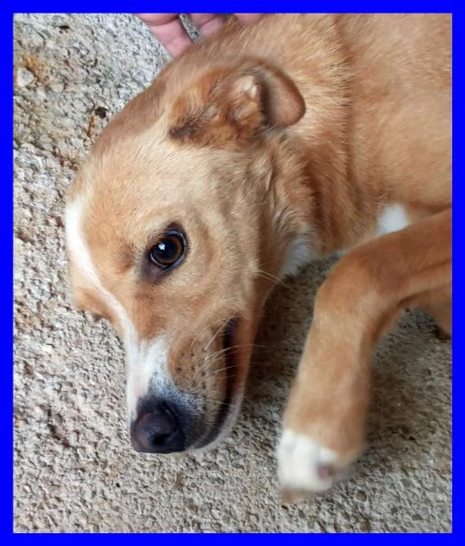 demetra anni di appelli ma egrave ancora nel solito box dove entrograve da cucciola | Foto 0