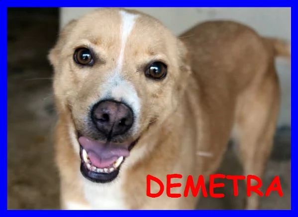 demetra anni di appelli ma egrave ancora nel solito box dove entrograve da cucciola