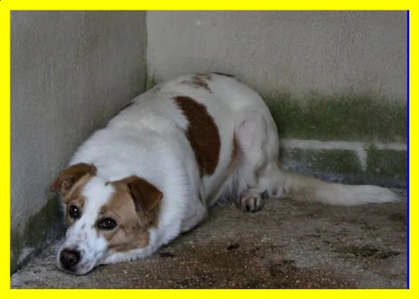 rea adozione damore egrave nata in canile e forse moriragrave li | Foto 2