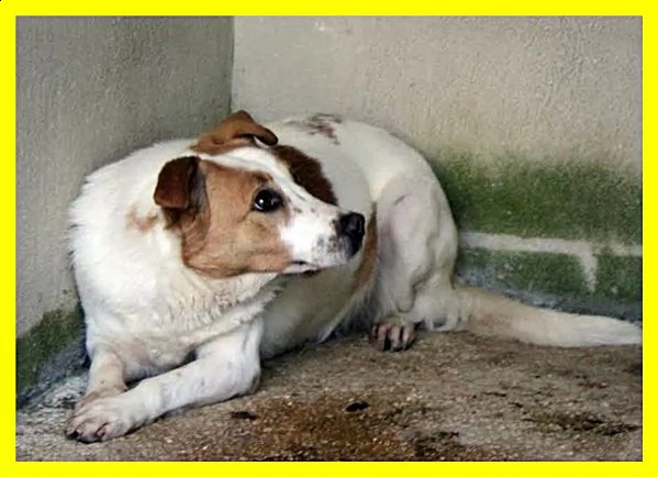 rea adozione damore egrave nata in canile e forse moriragrave li | Foto 1