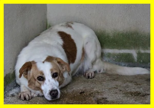 rea adozione damore egrave nata in canile e forse moriragrave li | Foto 0