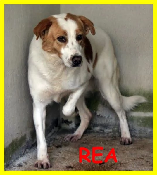 rea adozione damore egrave nata in canile e forse moriragrave li