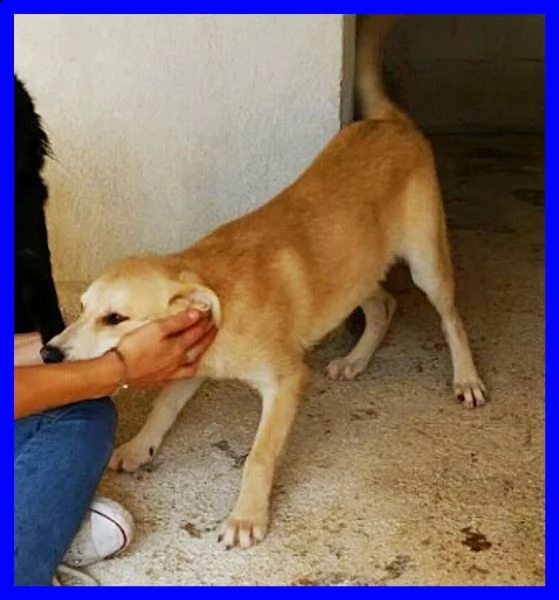 keiko buonissimo in un box aspetta ancora una famiglia | Foto 2