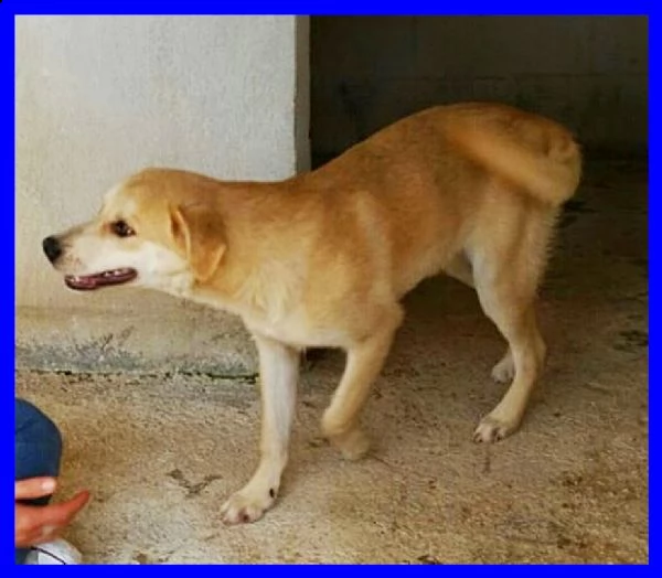 keiko buonissimo in un box aspetta ancora una famiglia | Foto 1