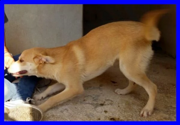 keiko buonissimo in un box aspetta ancora una famiglia | Foto 0