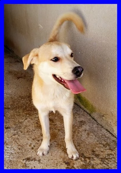 keiko buonissimo in un box aspetta ancora una famiglia