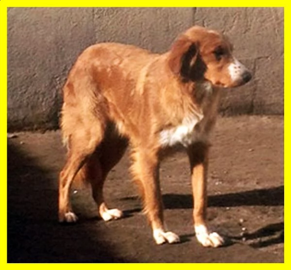 melchiorre povero cagnolone adozione del cuore per salvarlo | Foto 0