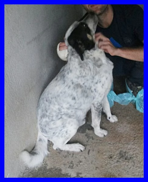 nobby tenero orsacchiottone sogna solo un amico umano | Foto 2