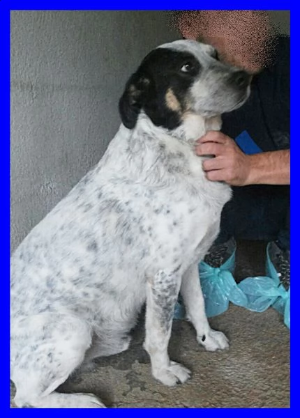 nobby tenero orsacchiottone sogna solo un amico umano | Foto 1