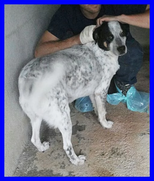 nobby tenero orsacchiottone sogna solo un amico umano