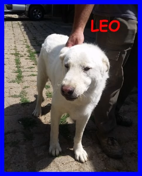 leo e lea una vita di privazioni e poi li buttano via | Foto 3