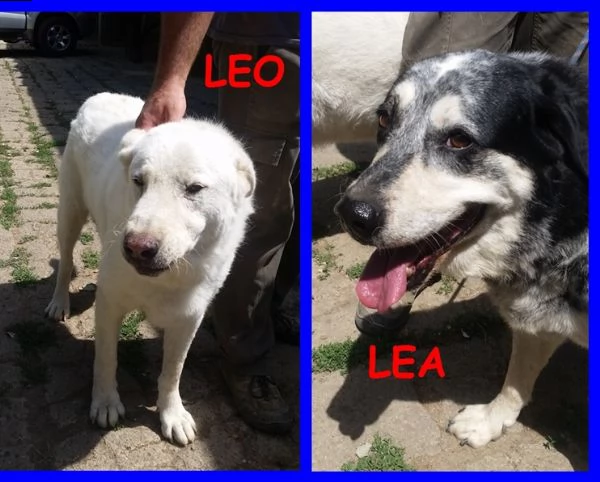 leo e lea una vita di privazioni e poi li buttano via | Foto 2