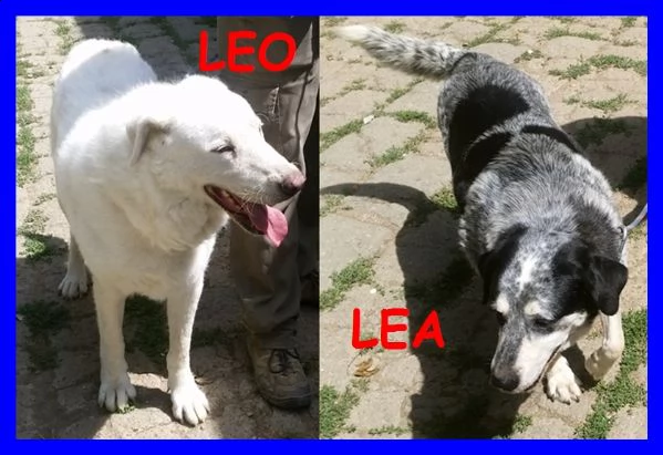 leo e lea una vita di privazioni e poi li buttano via | Foto 0