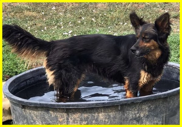 kitana bellissima simil pastore adozione consapevole | Foto 3