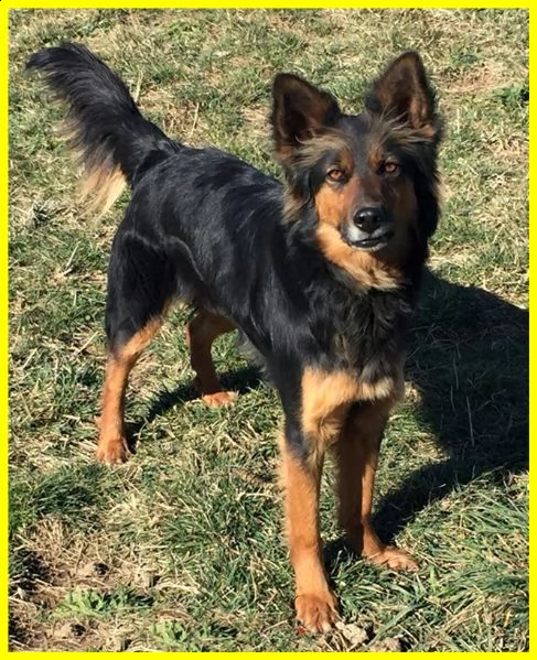 kitana bellissima simil pastore adozione consapevole | Foto 2