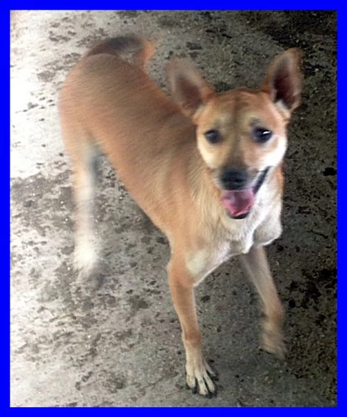 monty tg piccola dolce e solare aspetta ancora in canile | Foto 2