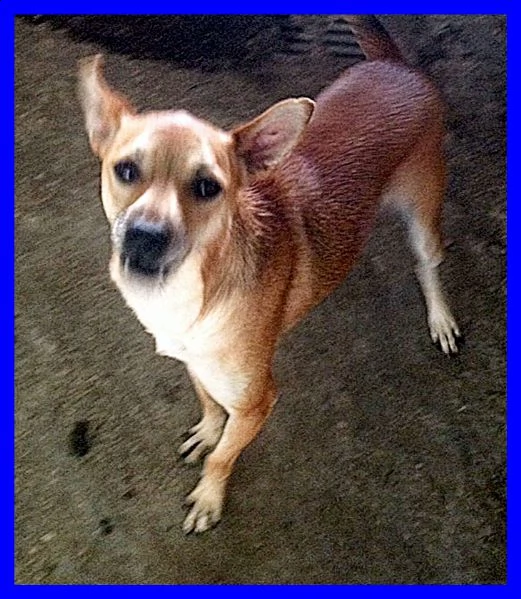 monty tg piccola dolce e solare aspetta ancora in canile | Foto 1