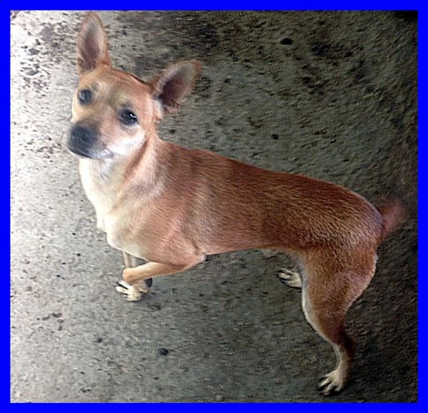 monty tg piccola dolce e solare aspetta ancora in canile | Foto 0