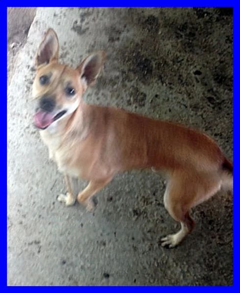 monty tg piccola dolce e solare aspetta ancora in canile