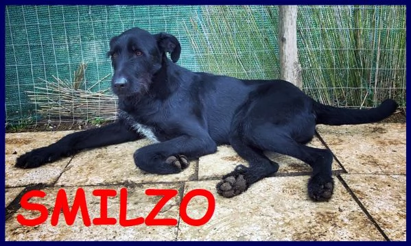 smilzo simil shanuzer 4 anni aspetta qualcuno che lo aiuti a recuperare fiducia