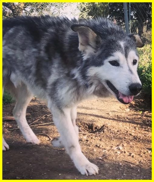garbage man nonnino simil husky tenuto per anni in un serraglio solo e affamato | Foto 3